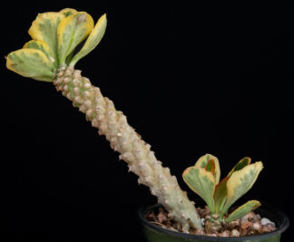 Euphorbia poissonii variegated B