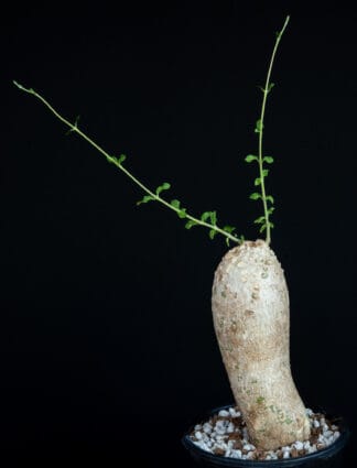 Fockea edulis A