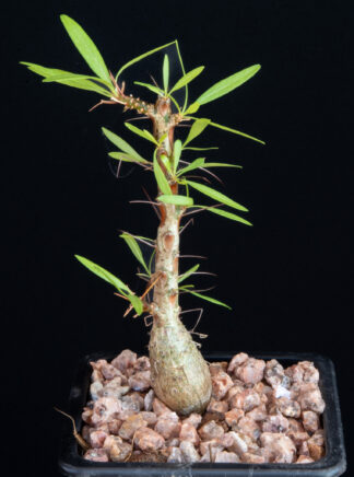 Fouquieria purpusii B