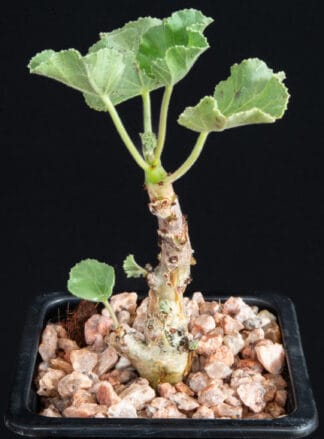 Jatropha pelargonifolia A