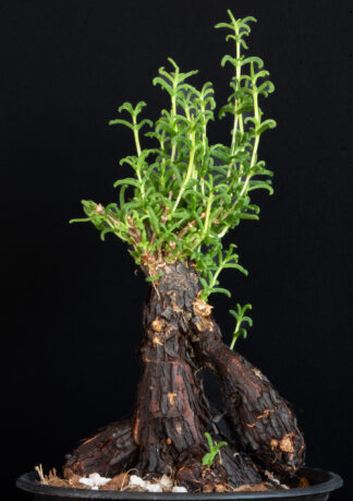 Mestoklema tuberousum A