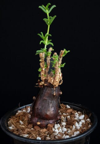 Mestoklema tuberousum B