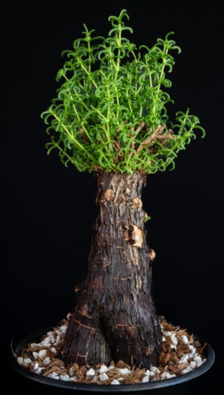 Mestoklema tuberousum C