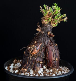 Mestoklema tuberousum D