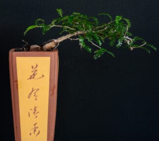 Operculicarya pachypus C