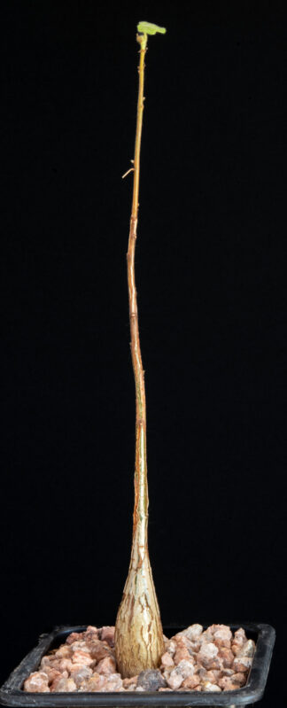 Sterculia africana ssp socotrana A