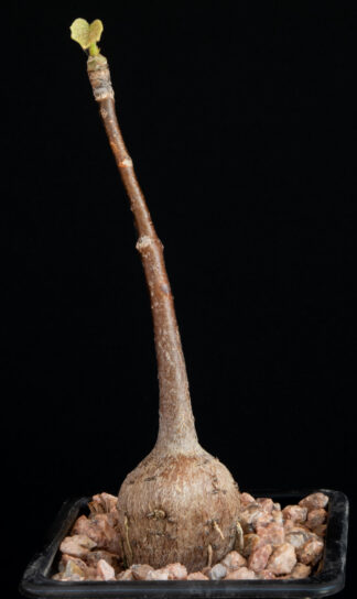 Sterculia colorata A