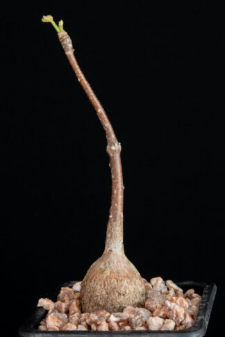 Sterculia colorata B