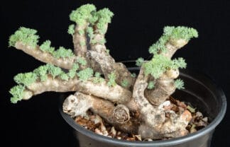 Sarcocaulon multifidum B
