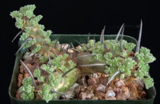Sarcocaulon patersonii A