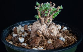 Trichodiadema bulbosum A