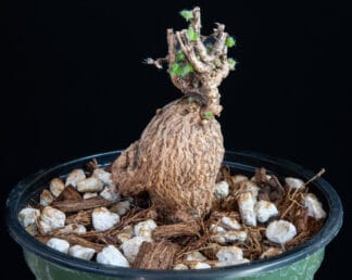 Trichodiadema bulbosum B