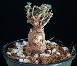 Trichodiadema bulbosum C