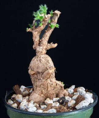 Trichodiadema bulbosum D