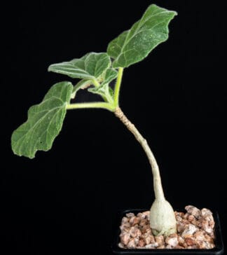 Uncarina roeoesliana A