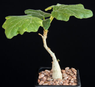 Uncarina roeoesliana B