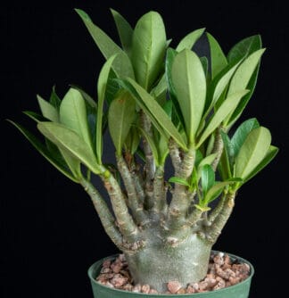 Adenium arabicum "Black" A
