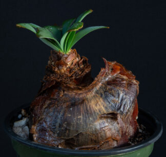 Ammocharis corranica A