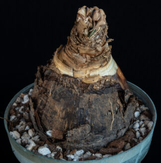 Ammocharis corranica C