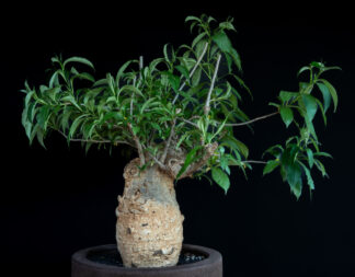 Adansonia digitata A