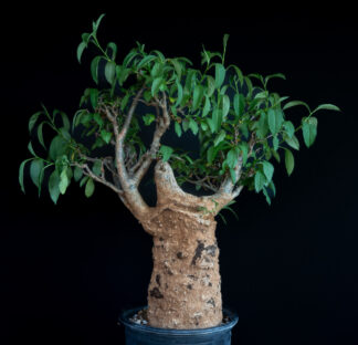 Adansonia digitata B