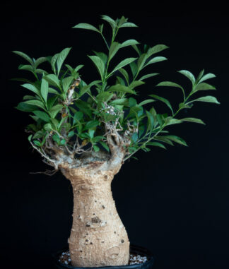 Adansonia digitata C