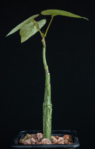 Adenia epigea A