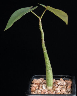 Adenia epigea B