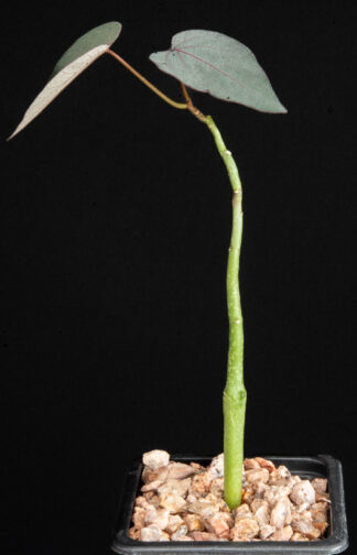 Adenia epigea C