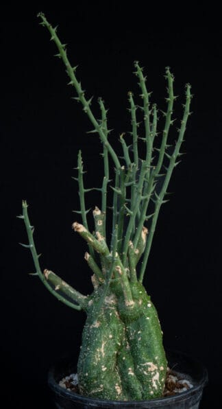 Adenia globosa A