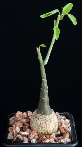 Adenia spinosa A