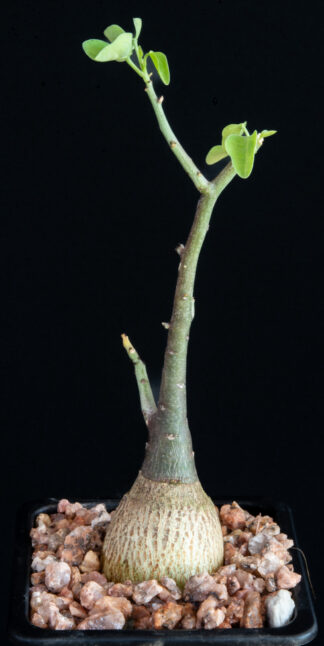 Adenia spinosa B