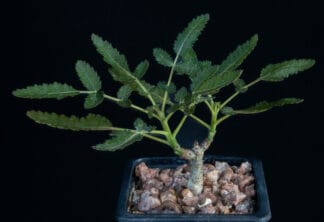 Boswellia bullata A