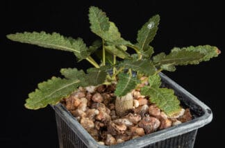 Boswellia bullata B