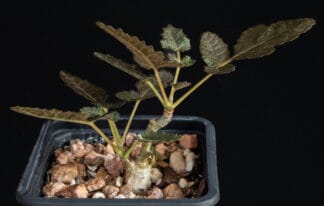 Boswellia bullata C
