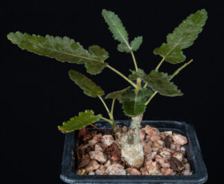 Boswellia bullata C