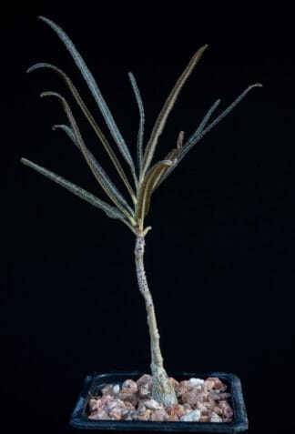 Boswellia elongata B