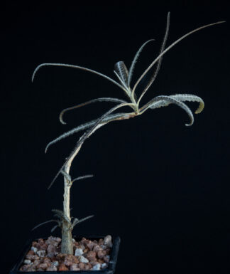 Boswellia elongata C