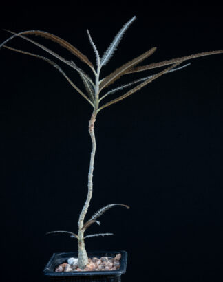 Boswellia elongata D