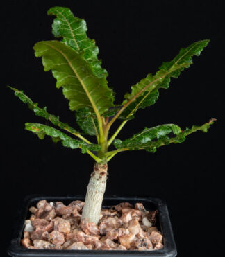 Boswellia nana A