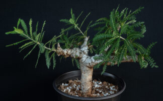 Boswellia neglecta A