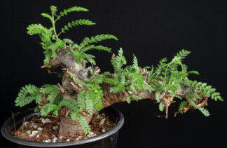Boswellia neglecta C