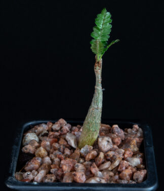 Boswellia neglecta F