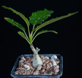 Boswellia popoviana A