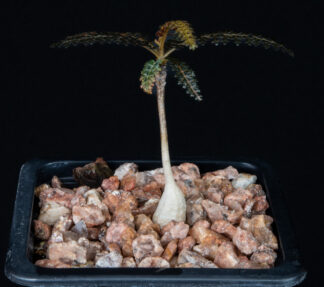 Boswellia socotrana A
