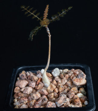Boswellia socotrana B