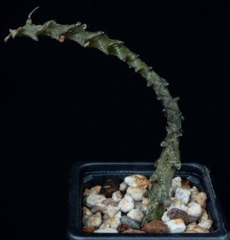 Ceropegia gickyi A