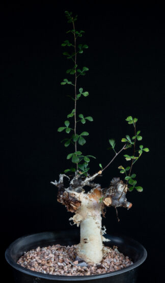 Commiphora kataf B