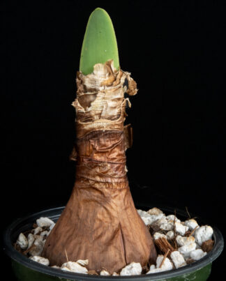 Cyrtanthus obliquus A
