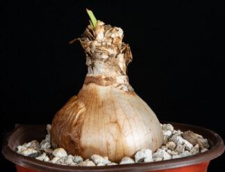 Cyrtanthus obliquus C